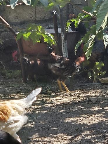 toyug cuce: Məhsul: xoruzları 5-6 aylıq mesaj yazın geri dönüş edəcəm. ünvan — 2