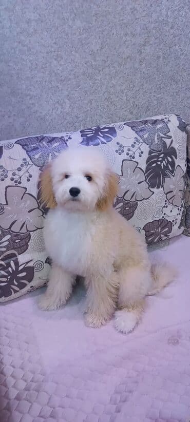 setteri it cinsi: Pudel, Sənədli — 2