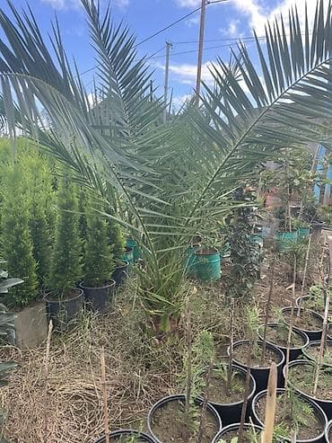 ağ kala: Limon şam ağacı– dekorativ iynəyarpaqlı Lelandra Sekas Finik Tuya — 6