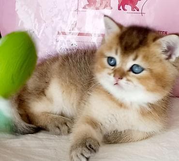 keci: Britan, Dişi, Yaxşı əllərə, Ünvandan götürmə — 1