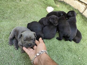 кане корсо цена: 1 ay, Peyvəndli, Ünvandan götürmə, Pulsuz çatdırılma, Ödənişli çatdırılma — 26