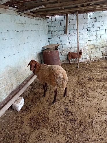 qoyun iti: Erkey toğulu satılır istəyən olsa yazsın real alıcıya endirim olacaq 1 — 4