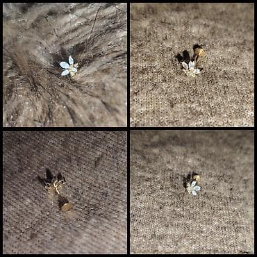 qizil sirqa: Sırğa, Ödənişli çatdırılma — 2