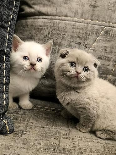 pisik cutlesdirme: Britan, Yaxşı əllərə — 8