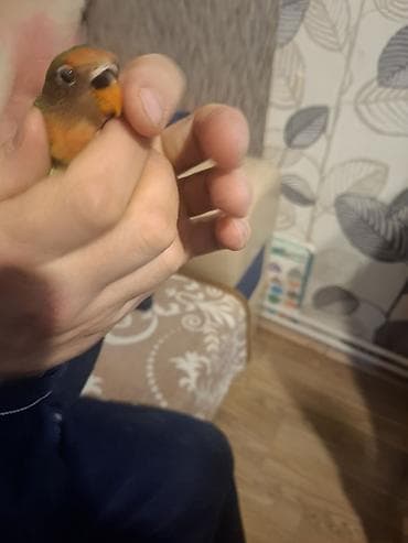 səbzi quşu: Satilir bala təzə yemə düşən — 2