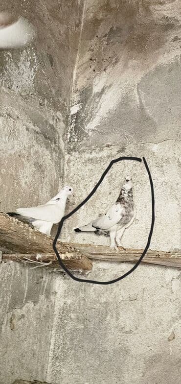 cins ineklerin satisi: Adi goyercinden 2defe boyukdur. Sekilde ferq gorunur. Sismanlardan — 1