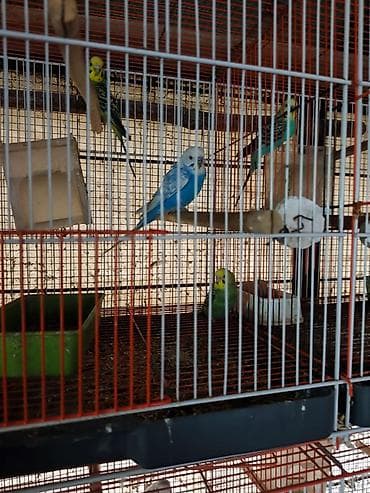 ayliq 10 azn internet: Bütün tutuquşular satılır qəfəslə birlikdə Ünvan:Zaqatala,Lahıc — 2