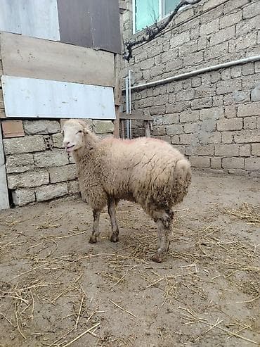 Собаки: Ягненок, Самец, месяцев: 8, 33 кг, Для мяса, Самовывоз — 2