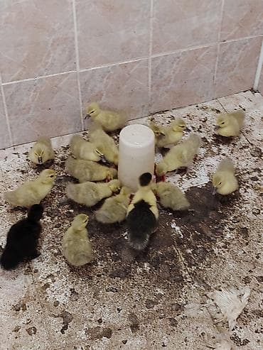 mandalin ordek: Satılan məhsul ördək balalarıdır.lavanda təmiz qan Şəkillərdə bir — 2