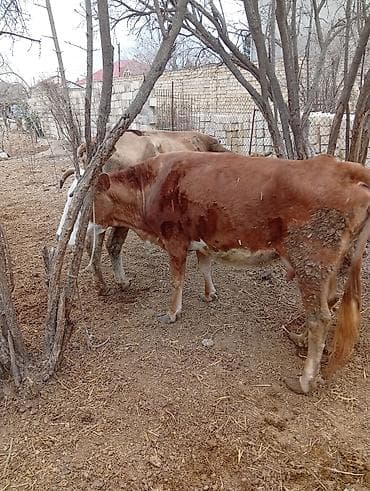 heyvan evləri: Simental tipli iki baş inək və buzovlu inək paketi. - Rəng — 3