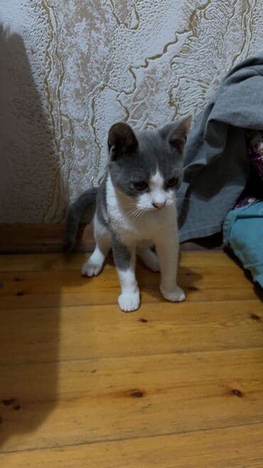 взять бесплатно котёнка: Шотландская, Самец, В добрые руки, Самовывоз, Бесплатная доставка — 3