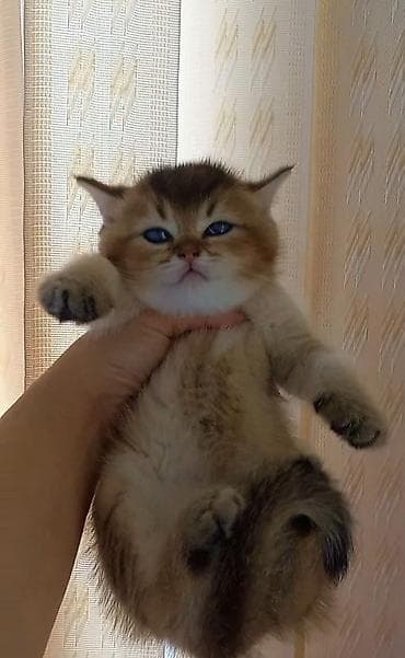 bengal pisiyi: Britan, Erkək, Dişi, Yaxşı əllərə, Ünvandan götürmə — 2