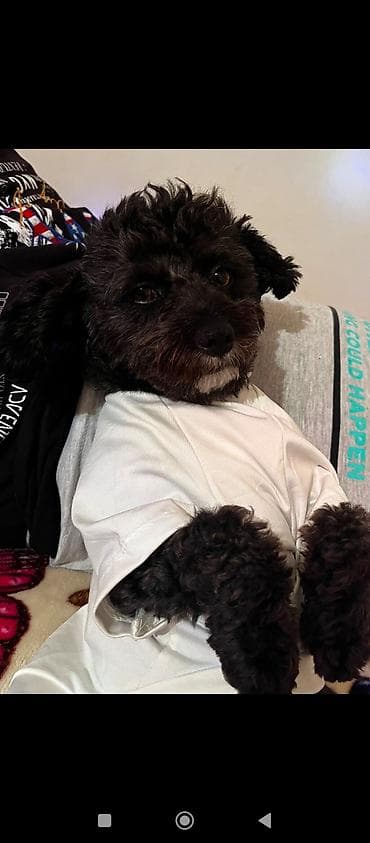avcarka type 1: 1 yaş 7 aylıq Maltipoo cinsi cütləşdirmək üçün dişi axtarılır hər şeyi — 4
