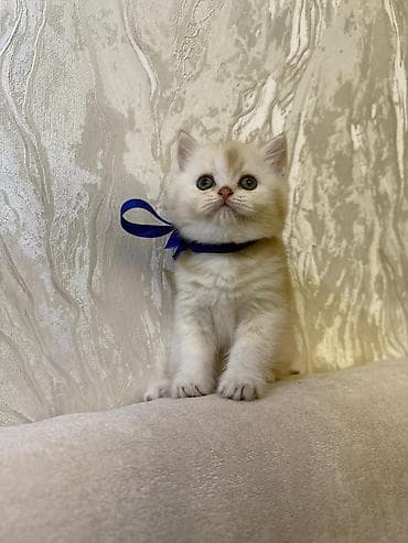 Britan, Erkək, Dişi, Yaxşı əllərə, Ünvandan götürmə, Pulsuz çatdırılma, Ödənişli çatdırılma