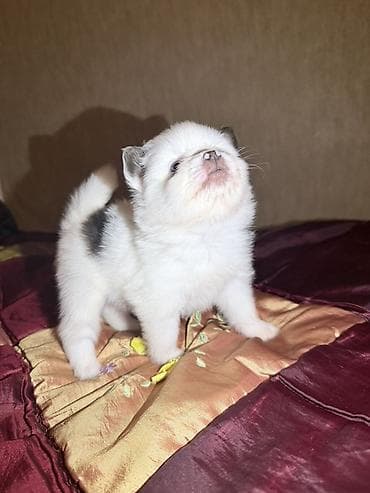 heyvanların cütləşməsi: Şpitz, 2 ay, Dişi — 6