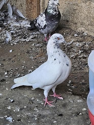 karella qus: Tutulma erkeydi satilir real alanar buyursun ünvan ramani gülçülük — 5