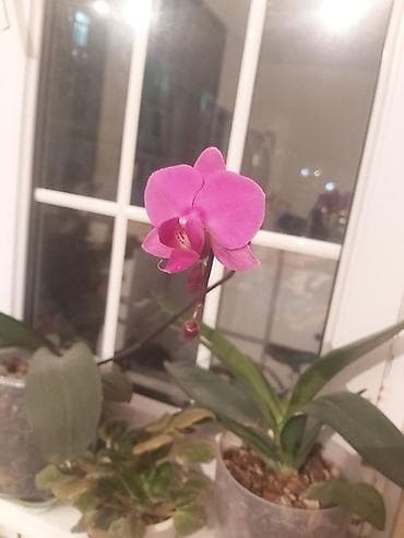 Orxideya! Sağlam orxideya gülü. 23 azn. Ağ, çəhrayi rənglər. 23 azn lalafo.az -da Orxideya! Sağlam orxideya gülü. 23 azn. Ağ, çəhrayi rənglər. 23 azn