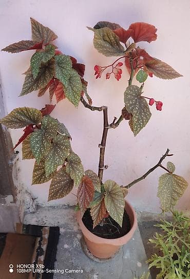 монстера: Monstera nöqtəli (Begonia maculata – “Polka Dot Begonia”) saksı — 1