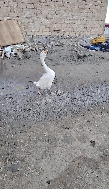 Toyuqlar: Məhsul: Qazlar Təsvir: xarmaqon qazi xoruzdu - Fotoşəkillərdəki ev — 2