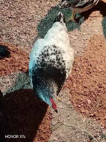 Toyuq, Damazlıq, Ünvandan götürmə