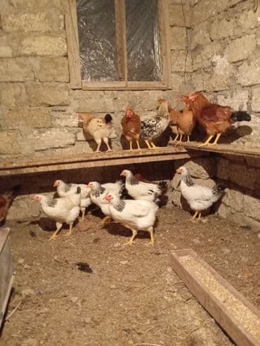 Gəmiricilər: Toyuq, Brama, Damazlıq, Ünvandan götürmə — 5