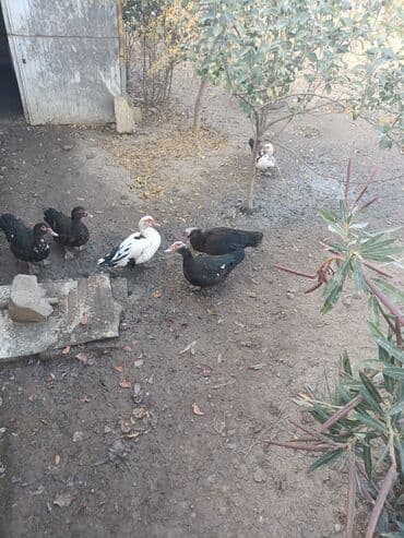 mandarin ordəyi: Muscovy (indoutka) ördəkləri – müxtəlif rənglərdə sürü - Növ — 2