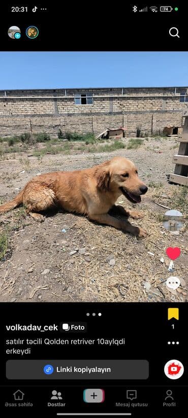 çoban iti satisi: Retriever, 10 ay, Erkek, Ödənişli çatdırılma — 2