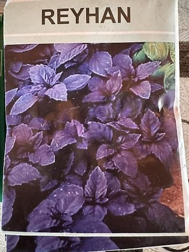 zire bitkisi: Məhsul: Toxum dəsti Təsvir: - Reyhan toxumları – iki növ: - Yaşıl — 3