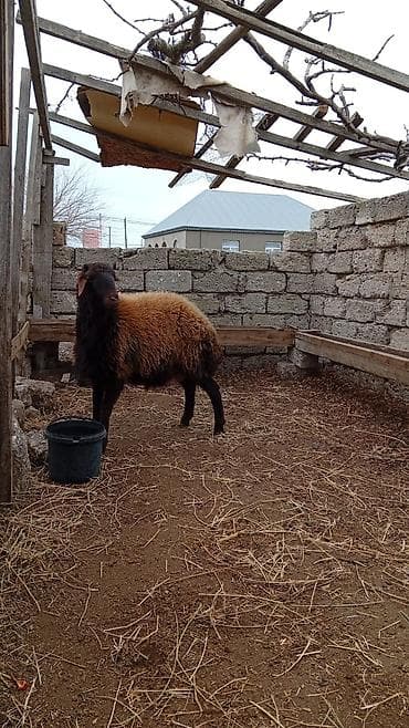 qoyun sortlari: 1 yaş 1 aylıq təmiz qala cinsi Erkey super qoyun sürürür yeməyinə söz — 4