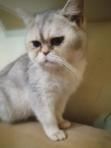 Ekzot, Erkək, Yaxşı əllərə, Ünvandan götürmə, Pulsuz çatdırılma