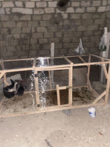 quş yuvalari: 2 nin 80 da — 3