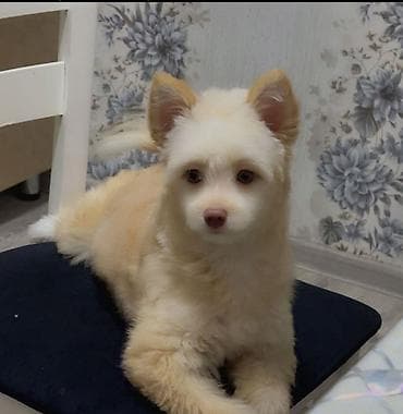 Yumşaq tüklü, krem rəngli balaca it. Kompakt bədən quruluşu, dik