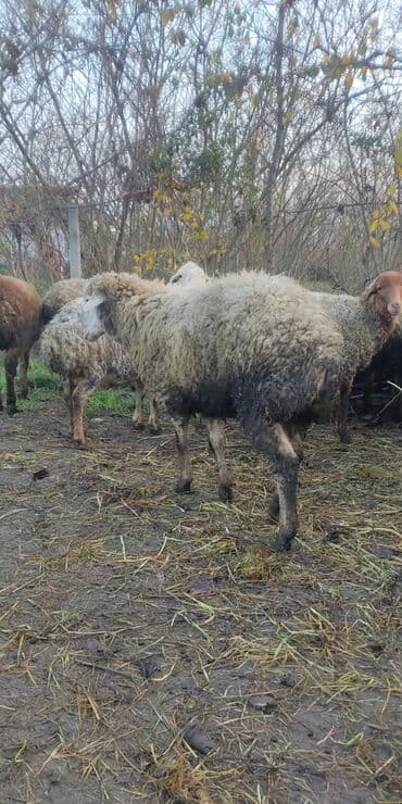 qoç əti: Salam alekum. Qoyun 9 ana,16erkək bu illkidir,qalar şəgə boğaz satilir — 3