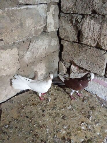 ördək yumurtası satışı: Tam sağlam heyvanlardi tutulmalardi — 9