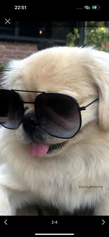 ari ailesi satilir: Pekines — 4