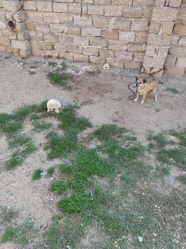 ən gözəl it adları: 3 ay, Dişi, Sənədli, Ünvandan götürmə — 1