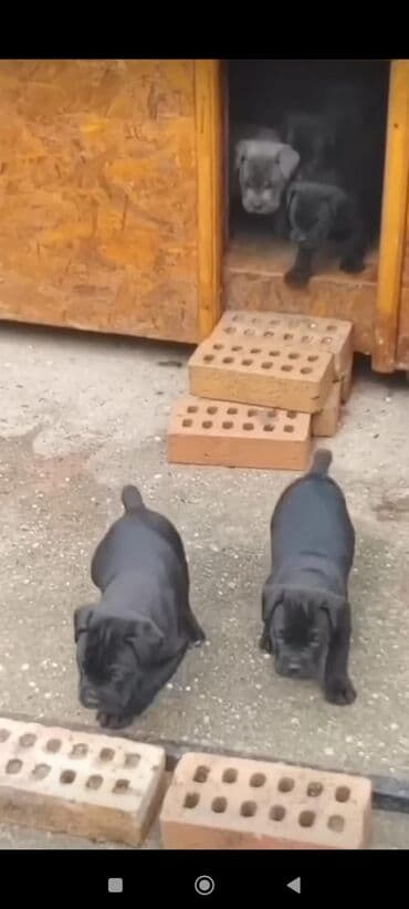 кане корсо цена: Kane-Korso, 1 ay, Sənədli, Ünvandan götürmə, Pulsuz çatdırılma, Ödənişli çatdırılma — 1