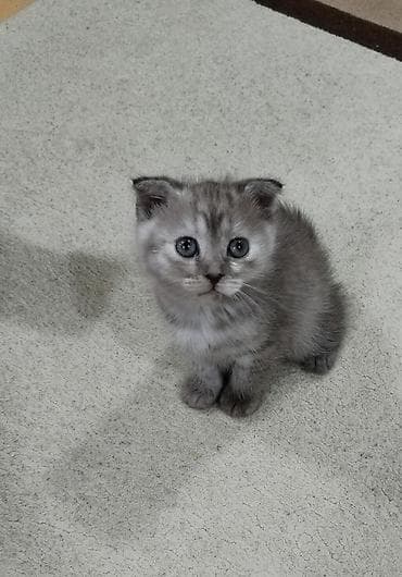 sort pişiklər: Şotland yastı qulaq — 3