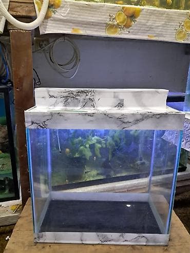 Hazır akvarumlar içinin bezeyi başı 6 eded balığı 1eded bala — 1