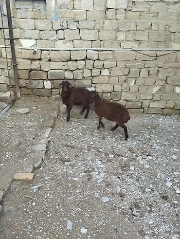 ev iti ucuz: Bir erkek bir dişi Qala quzusu cütü 550 manata tək satilmir .qiymət — 8