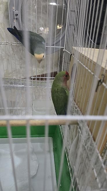 quslar type 1: Nrazlucnik erkey disidi bir balasi var yeke kletkadadi kletkanin ozun — 6