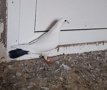 göyərcinlər: 2 side tutulmadi ag 12 tukdu 5 azn piyorka 14 tuk 10 azn unvan — 7