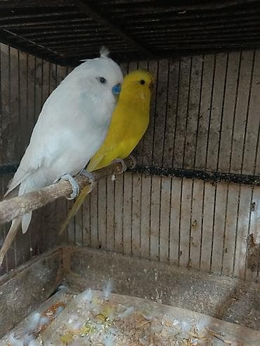 tutuquş: Çex papuqaylar bir çüt,ağ rəngdə olan erkek,sarı olan isə mayadır.Bu — 8