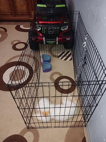 bala pişik: 6 ayliq,pudel cinsidir esl ev itidir,oynagan itdi. Butun baximlari — 4