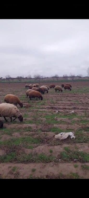 продам собаку доска объявлений sobaka: Qala qoyunlari təmiz heyvanlardi cavandilar tecili satilir pul — 1