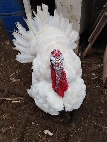 Другие с/х животные: Самец, Kanada, Для разведения, Самовывоз — 3