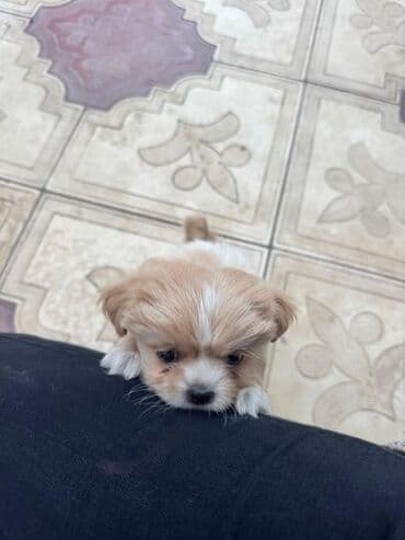 it cütləşdirmək: Pekines, 2 ay — 20