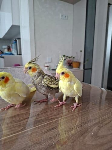 geref qusu rus dilinde: Korella 3ayliq. Adlarin bilirler rucnoydilar. Atasi daniwir 5soz — 3