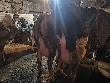 yumurta qoyan heyvanlar: Süd istiqamətli inək sürüsü - Şəkillərdə iri sağmal inəklər görünür; — 5