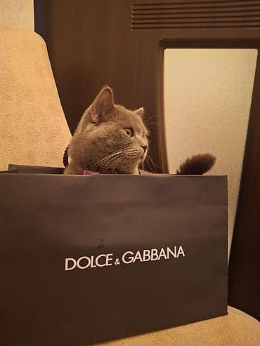 Britan, Erkək, Yaxşı əllərə, Ünvandan götürmə — 3